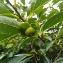 태농농장 이미지