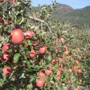 죽림농장 이미지