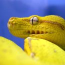 그린트리 이미지