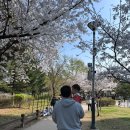 장자호수공원(광장 중앙) | 2026 장자호수 벚꽃마실 축제 안내 및 방문후기