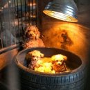 종만이농장 이미지