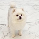 도블리펫 이미지