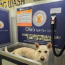 통영반려견 셀프목욕탕 | 대구 반려견 셀프목욕 올리스24 두류공원점 솔직후기