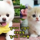 강서고양이분양 나비캣 이미지