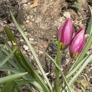 봉글봉글 이미지