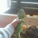 이구아나 이미지