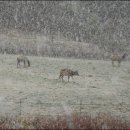 산천초목 이미지