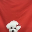 동글동글 애견미용실 이미지