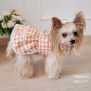 상큼하개 이미지