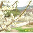 서봉1구 Daum카페