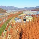 황금빛 가로수길 이미지