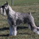 애견백과 - 스탠다드 슈나우저 (Standard Schnauzer) 이미지