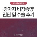 경상동물병원 | [종양 S.O.S] 강아지 비장종양, 보호자가 알면 도움이 되는 진단, 수술, 치료 후기 - 울산 에스동물병원
