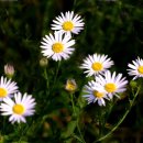 쑥부쟁이 이미지