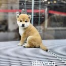 플레이독