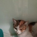 캣블라썸 이미지