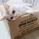 (주)태백골 | 캠핑장작 태백골 참나무장작 향이 솔솔 ~