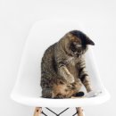 고양이눈 이미지