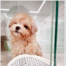 광주강아지분양 애견분양 마마스미독 광주점 이미지