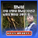 홍천산양산삼 | 장뇌삼 유재덕의산양산삼 10년근 추천팁 (최대 83% 할인)