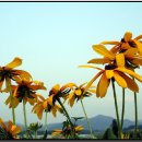 루드베키아 이미지