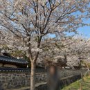 씨유청주우암공원점 | 대전 벚꽃 명소 우암사적공원 실시간 벚꽃 만개 상황, 주차 꿀팁