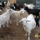 승희네농장 이미지