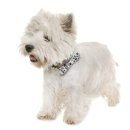 엔케어동물의료센터 이미지