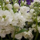 비단향꽃무 이미지