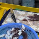 백가네 | 삼척여행 중 만난 삼척문어맛집 백가네 문어 포장해온 찐 후기