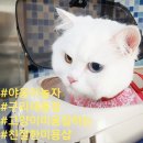 요미야 놀자 이미지