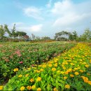 평택시 농업생태원에 형형색색 여름꽃 만개 백일홍 및 버베나 꽃밭 조성 이미지