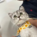 캣츠하우스 | 창원 팔용동 고양이카페 찾고있다면? 직접 다녀온 캣츠하우스 리뷰