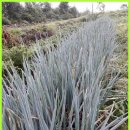 강원메밀국수 이미지