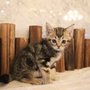 도그마루 강아지 고양이 분양 여주·원주점 이미지