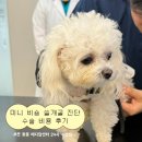 하늘메디칼 | 대구 수성구 동물병원 본동물메디컬센터 24시 수성점 | 소형견 쓸개골 진료 수술 비용 후기