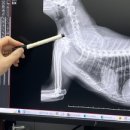 마루동물병원 이미지