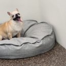 털찐댕댕이 이미지