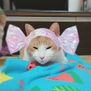 빛나냥 이미지