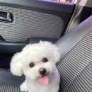 데려가시개 | 블로그 시작_반려견 소개하기