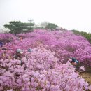 4월4일(목)김포 가현산진달래꽃길 트레킹 이미지