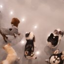 멍멍으르렁컹컹 부대찌개 이미지