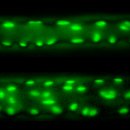 머슬메모리 이미지