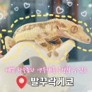 발꾸락게코