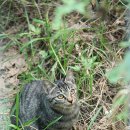 우산쓴고양이 이미지