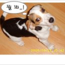 똥강아지 이미지