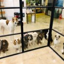 마오네 문덕점 이미지