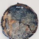 Y-025 | 메갈로돈보다 1500만 년 앞서 호주 바다를 지배한 고대 거대 상어