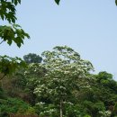 오동나무 이미지