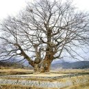 영풍 단촌리 느티나무 이미지